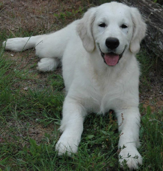 Publication : Des Glycines Enchantées