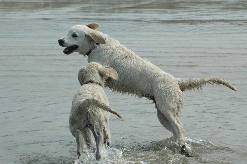 Publication : Des Glycines Enchantées
