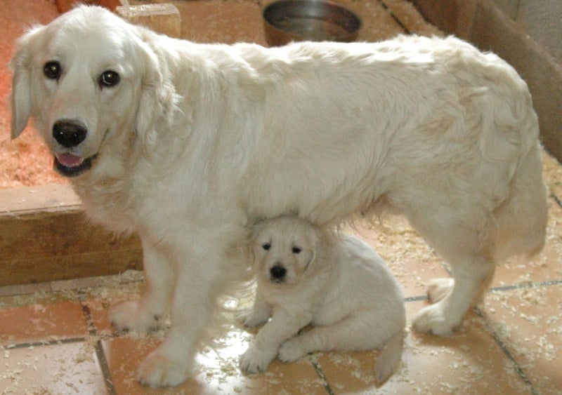 Publication : Des Glycines Enchantées