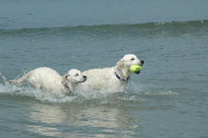 Publication : Des Glycines Enchantées