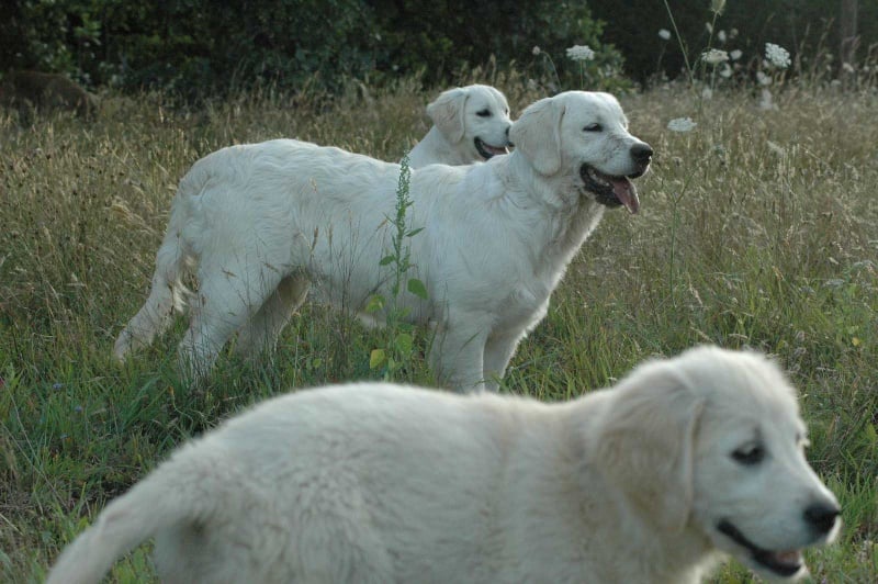 Publication : Des Glycines Enchantées