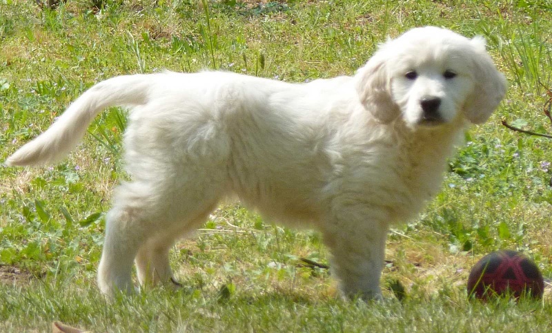 Publication : Des Glycines Enchantées