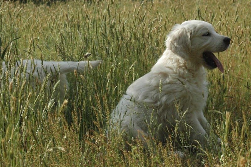 Publication : Des Glycines Enchantées
