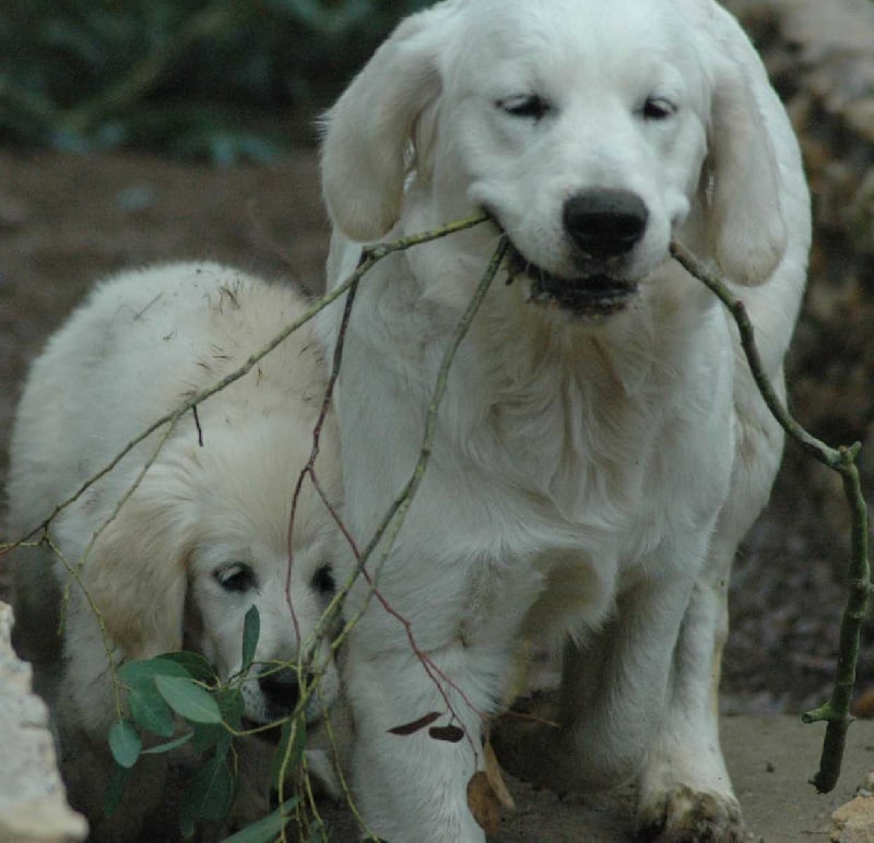Publication : Des Glycines Enchantées