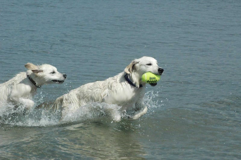 Publication : Des Glycines Enchantées