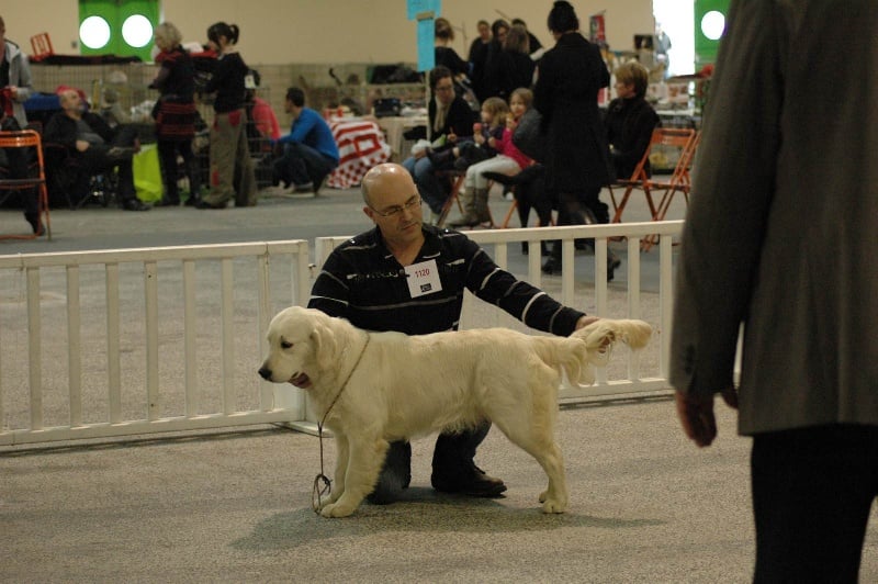 Gaia da vila nova des jardins d'Epona - 3ème excellent classe JEUNE FEMELLE