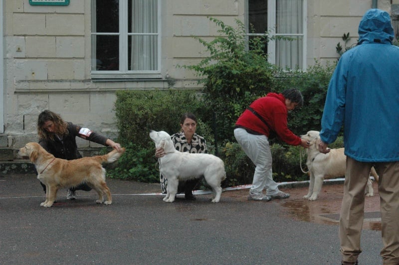 Gaia da vila nova des jardins d'Epona - Très prometteur classe PUPPY