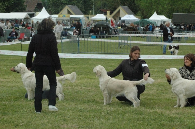 Gaia da vila nova des jardins d'Epona - 3ème EXCELLENT CL Intermédiaire FEMELLE