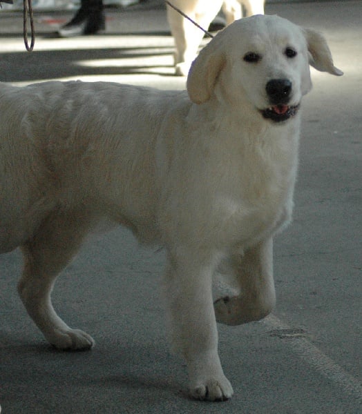 Gaia da vila nova des jardins d'Epona - Excellent classe jeune