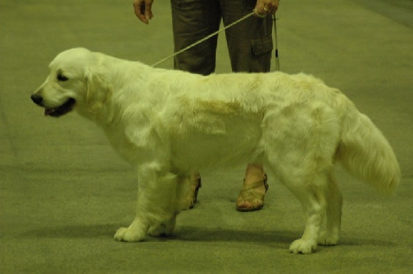 Gaia da vila nova des jardins d'Epona - 2 ième Excellent classe intermédiaire femelle