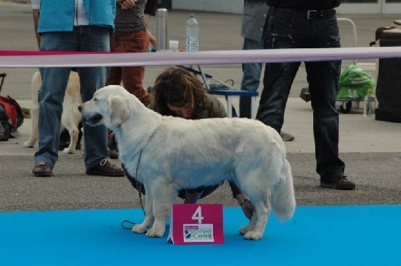 Gaia da vila nova des jardins d'Epona - 4 ème excellent en classe intermédiaire femelle