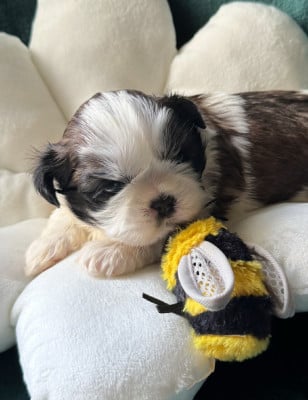 Les chiots de Shih Tzu