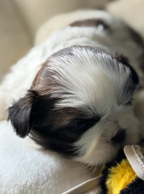 Les chiots de Shih Tzu