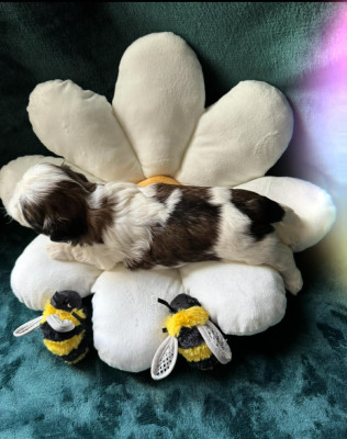 Les chiots de Shih Tzu