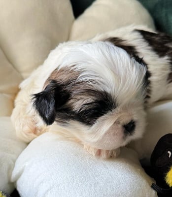 Les chiots de Shih Tzu