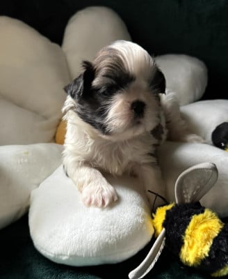 Les chiots de Shih Tzu