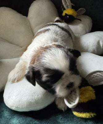 Les chiots de Shih Tzu