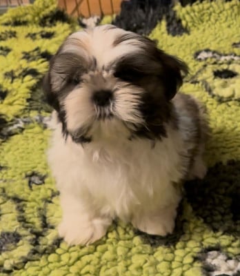 Les chiots de Shih Tzu