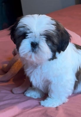 Les chiots de Shih Tzu