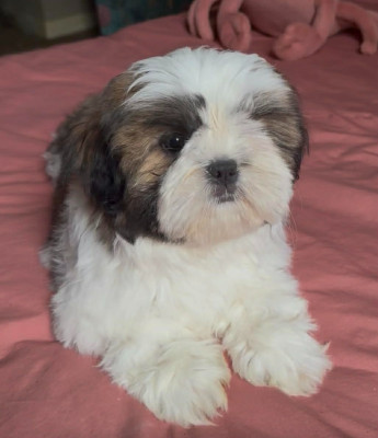 Les chiots de Shih Tzu