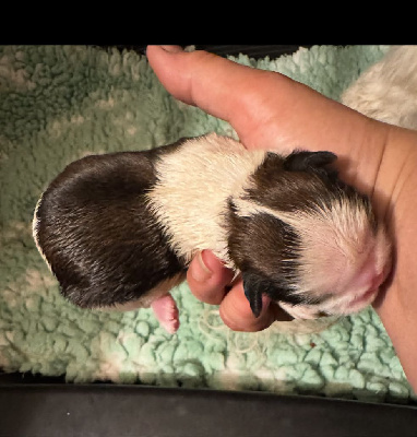 Les chiots de Shih Tzu