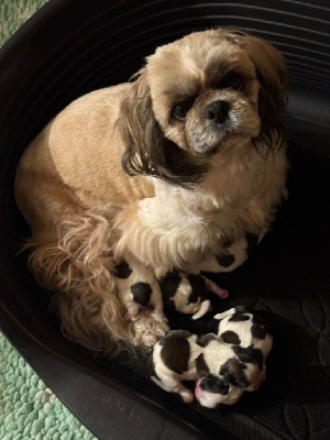 Les chiots de Shih Tzu