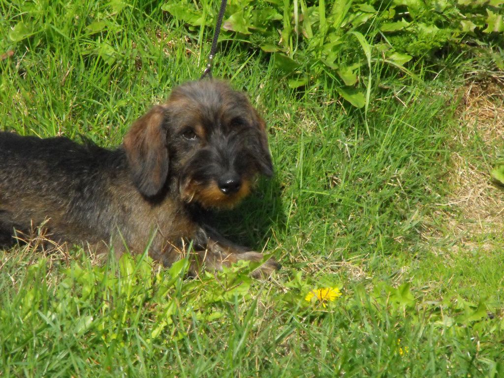 Publication : Du sasia Auteur : Elevage du Sasia