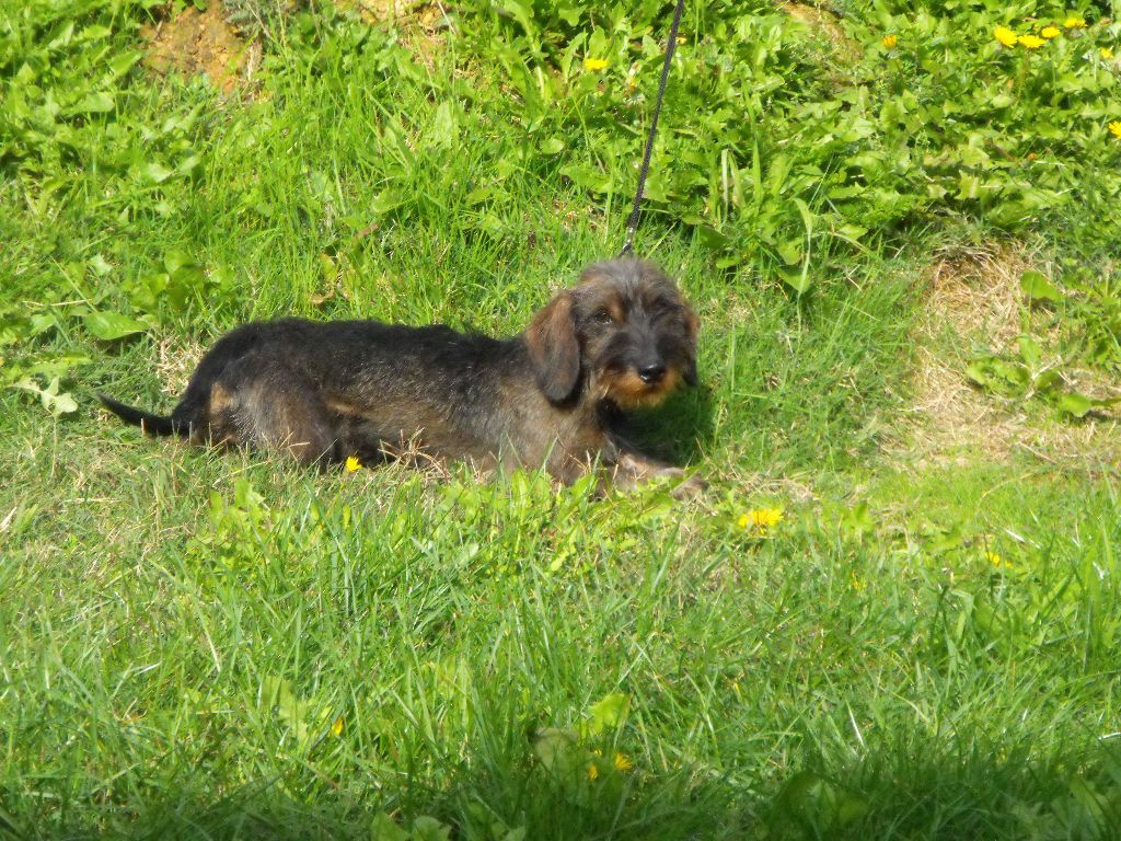 Publication : Du sasia Auteur : Elevage du Sasia