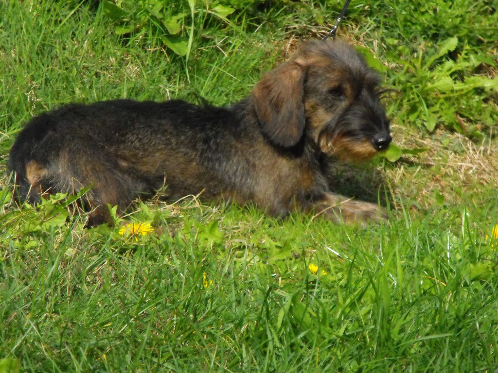 Publication : Du sasia Auteur : Elevage du Sasia