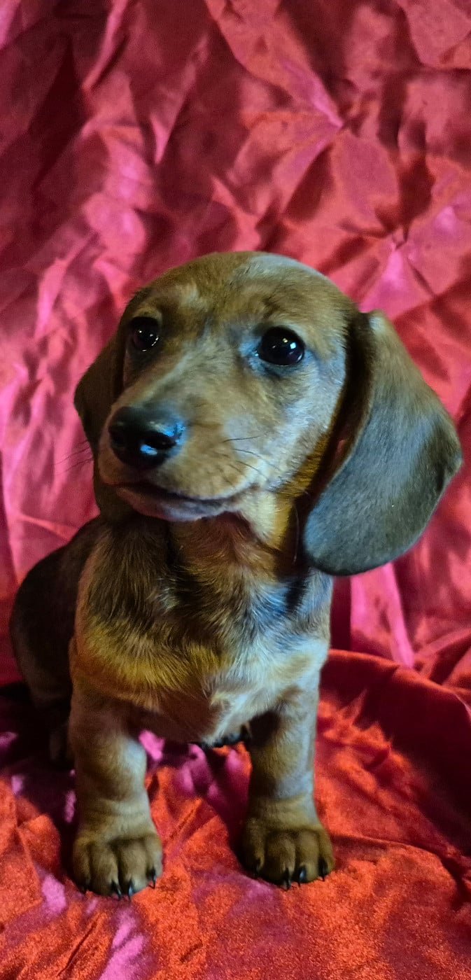 Teckel poil ras - Du sasia