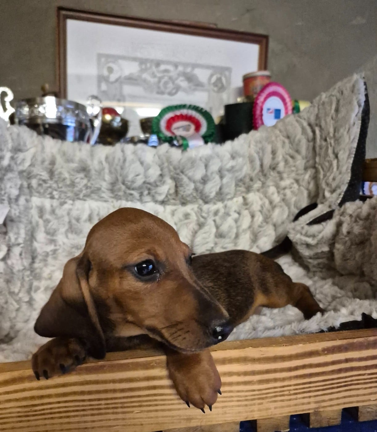 Teckel poil ras - Du sasia