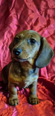 Les chiots de Teckel poil ras