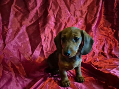 Les chiots de Teckel poil ras