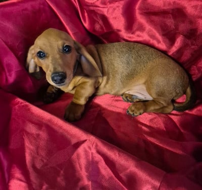 Les chiots de Teckel poil ras