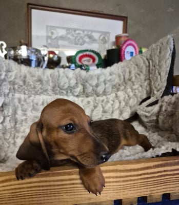 Les chiots de Teckel poil ras