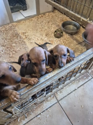 Les chiots de Teckel poil ras