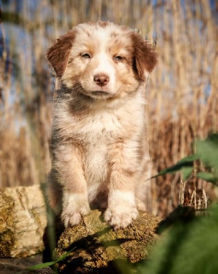 Les chiots de Berger Australien