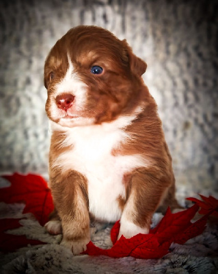 Les chiots de Berger Australien
