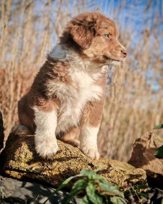 Les chiots de Berger Australien