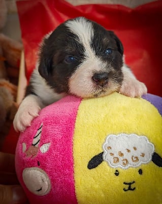Les chiots de Berger Australien