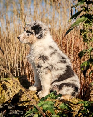 Les chiots de Berger Australien