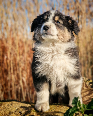 Les chiots de Berger Australien