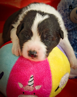 Les chiots de Berger Australien