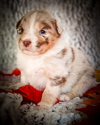 Les chiots de Berger Australien