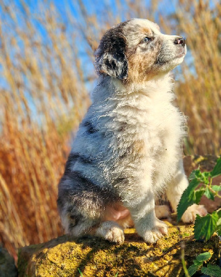 Les chiots de Berger Australien