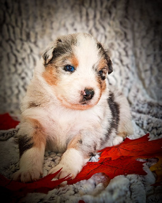 Les chiots de Berger Australien