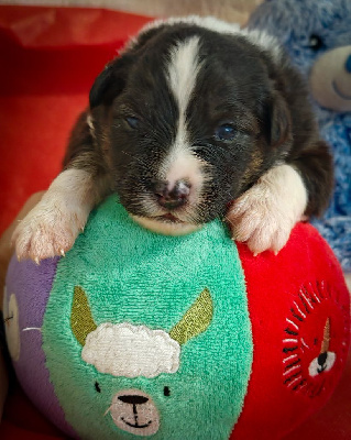 Les chiots de Berger Australien