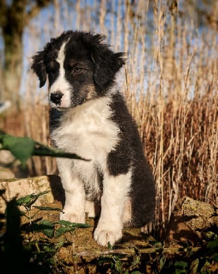 Les chiots de Berger Australien