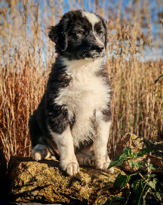 Les chiots de Berger Australien