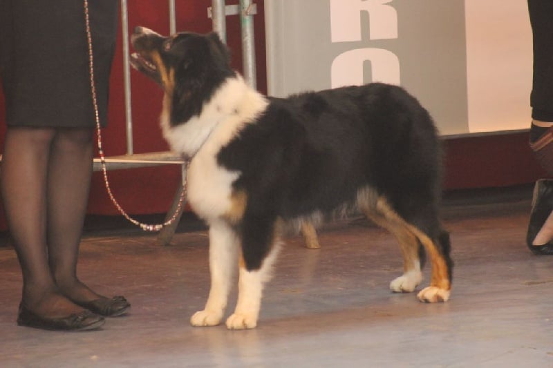 Gone baby gone du chemin des korrigans - 2ème Exc. classe Intermédiaire Femelles